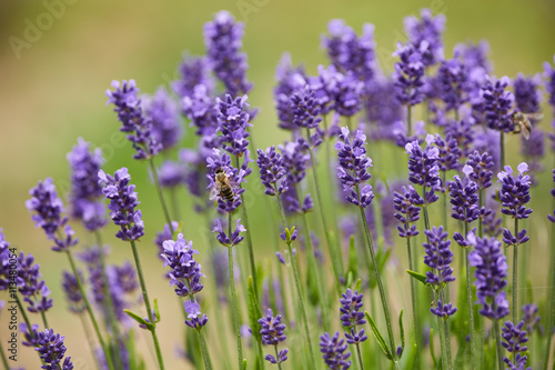 Blooming lavender