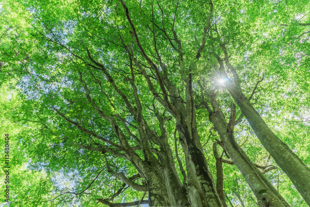 Obraz premium 美人林のブナ