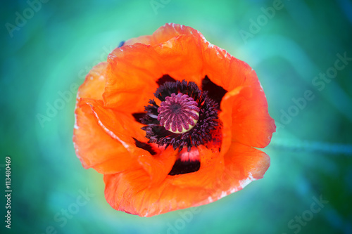 Macro photo of red poppy