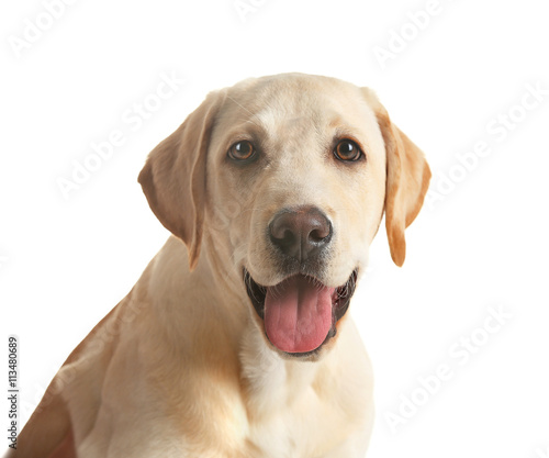Cute Labrador dog isolated on white