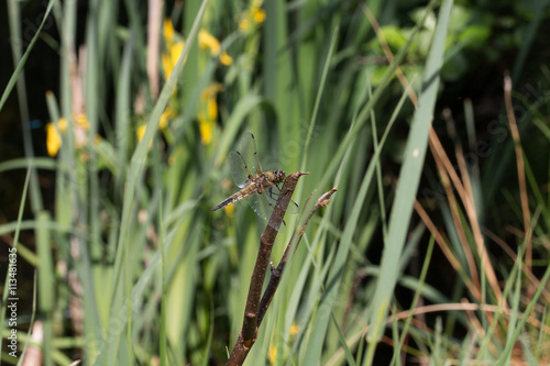 Vierflecklibelle an einen kleinen Zweig Four-spotted chaser dragonfly on a small branch