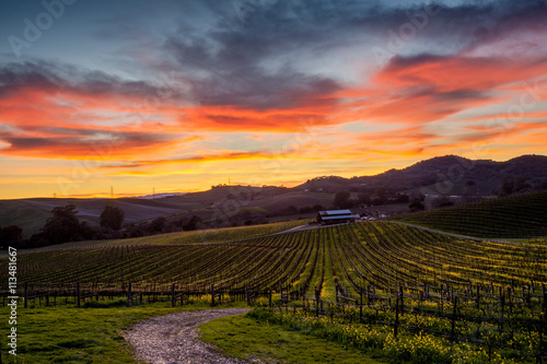 Colorful sunset over a Napa California vineyard photo