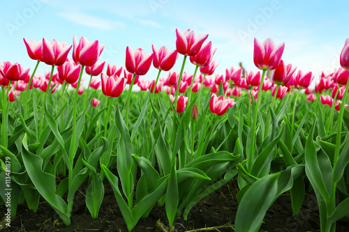 Beautiful colorful tulip fields