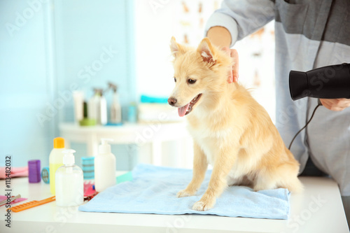 Cute dog Spitz at groomer s...