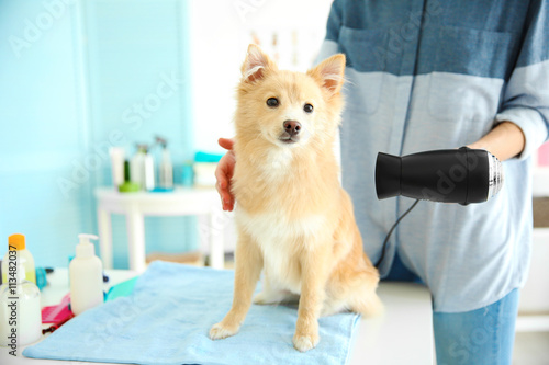 Cute dog Spitz at groomer s...
