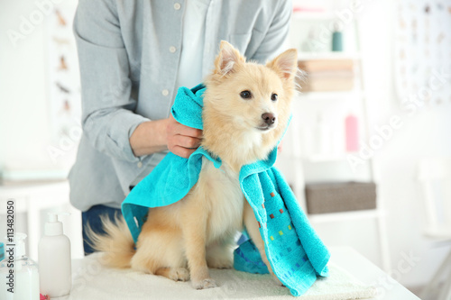 Cute dog Spitz at groomer s...