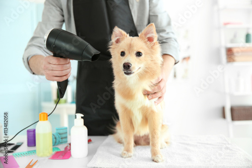 Cute dog Spitz at groomer s...