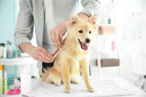 Cute dog Spitz at groomer s...