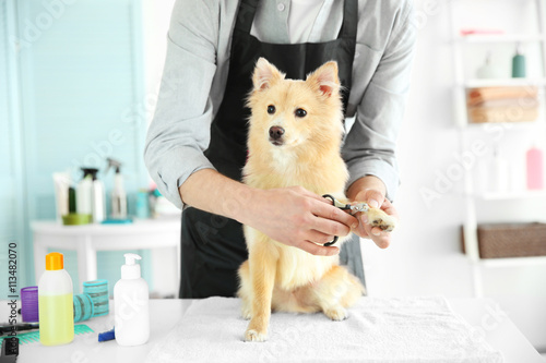 Cute dog Spitz at groomer s...