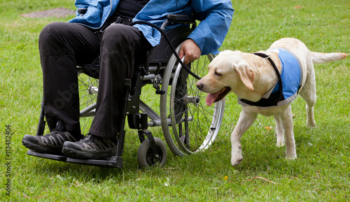 Labrador guide dog and his disabled owner photo