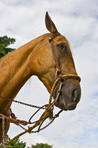 Fototapeta Naklejka Na Ścianę i Meble -  Horse close-up 4