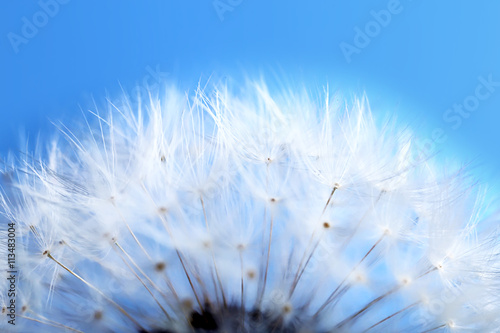 Fototapeta Naklejka Na Ścianę i Meble -  Dandelion seed head on blue background