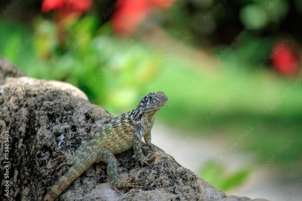 Fototapeta premium Lizard