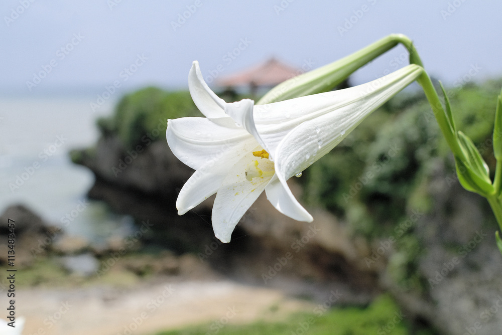 Obraz premium Easter lil