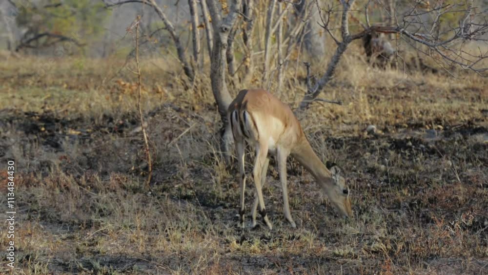 Baby Impala (antelope) grazes in the barren bush, looks for food, smooth pan, South Africa (graded) Baby Impala (antelope) grazes in the barren bush, looks for food, smooth pan, South Africa (graded)