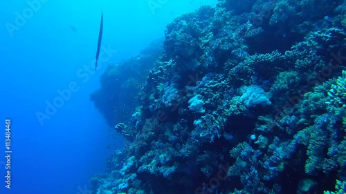 Chinese trumpetfish, Pacific trumpetfish or Stickfish (Aulostomus chinensis) near the reef Big Brother, Red sea, Egypt, Africa                
 photo