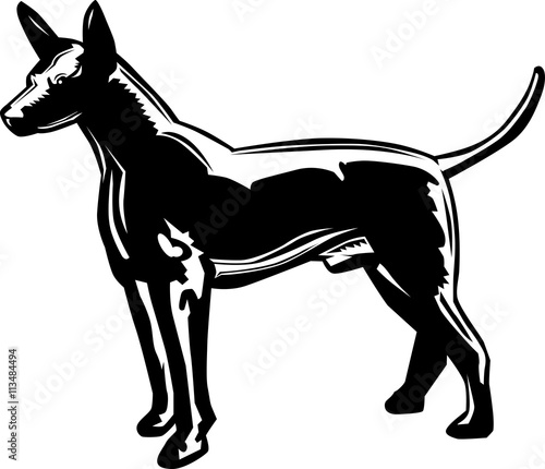 Xoloitzcuintle black and white illustration