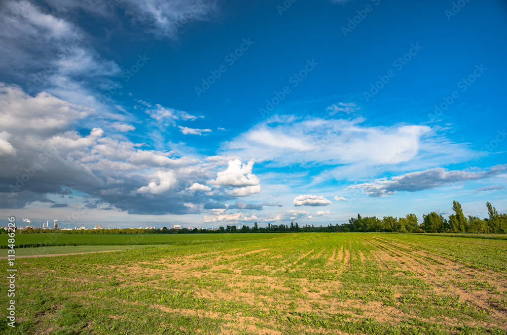 field of green fresh salad and idustrial background field of green fresh salad and idustrial background