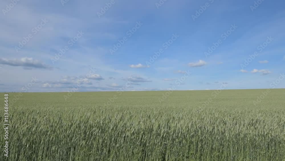 Wheat Field Waves Moved by Summer Wind Pan Nature Background Wheat Field Waves Moved by Summer Wind Pan Nature Background