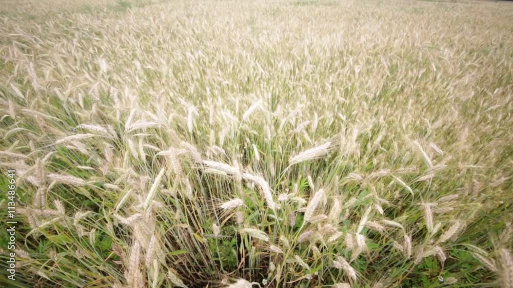 blur in italy abstract background of cereal plant move by the wind . blur in italy abstract background of cereal plant move by the wind .
