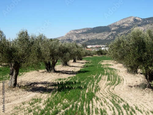 Intercropping with cereal and olive trees photo