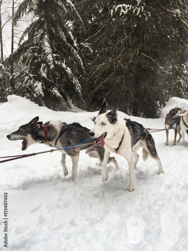 Dogs standing on snow covered field against trees Dogs standing on snow covered field against trees