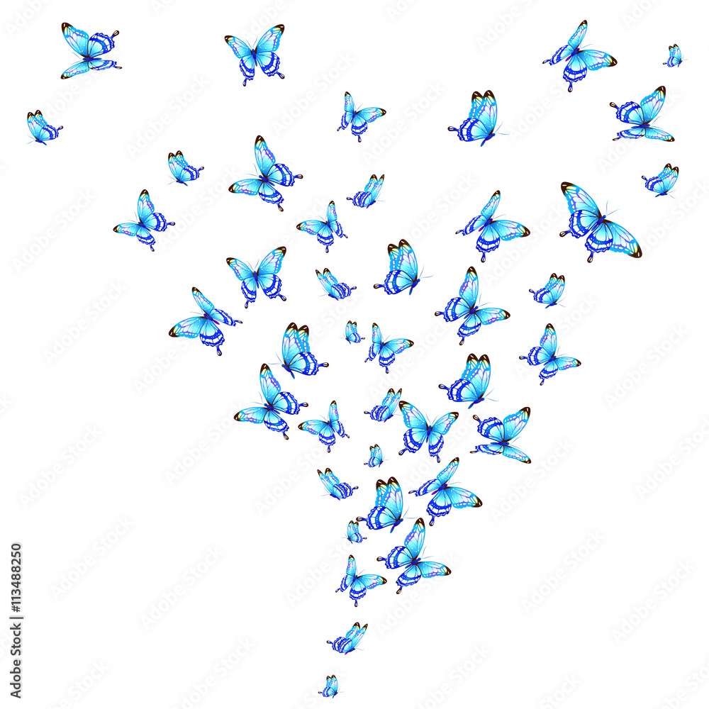 Obraz butterflies design