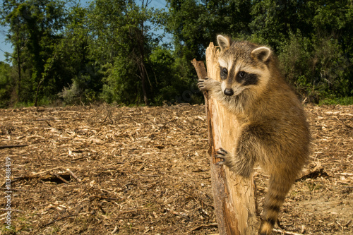 Slika na platnu A baby raccoon looking for her family after woods were cleared for a new housing development