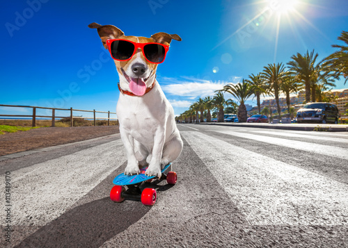 skater dog on skateboard © Javier brosch