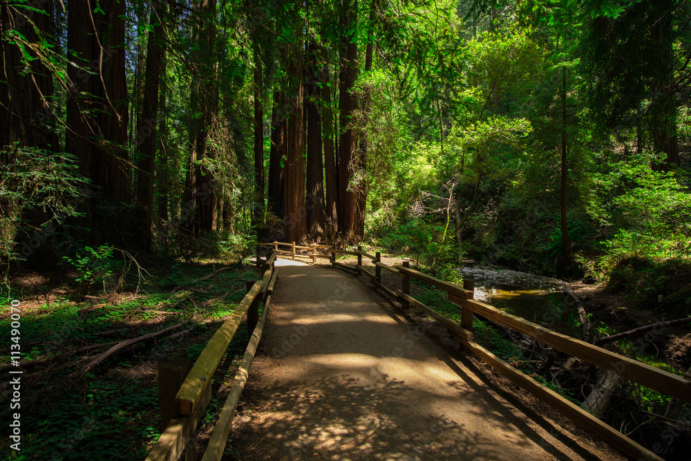 Beautiful shot of the deep woods full of green trees in the American West Beautiful shot of the deep woods full of green trees in the American West