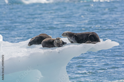 Sea Otters on an Ice Berg