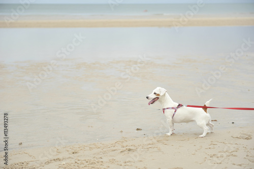 Fototapeta Naklejka Na Ścianę i Meble -  Jack Russell Terrier on beach background
