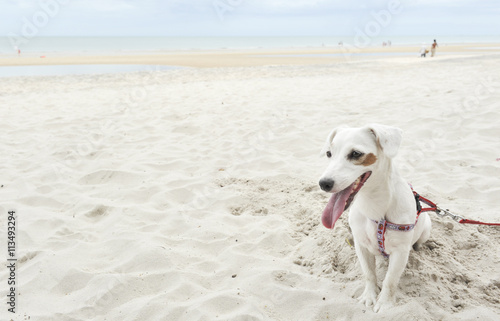 Jack Russell Terrier on beach background