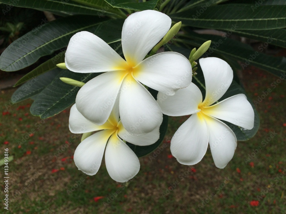 beautiful Plumeria flowers green leaves beautiful Plumeria flowers green leaves