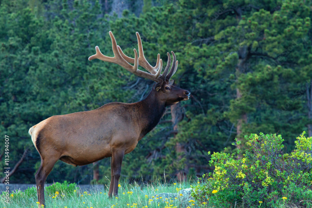 Full body Bull Elk standing in the trees Full body Bull Elk standing in the trees