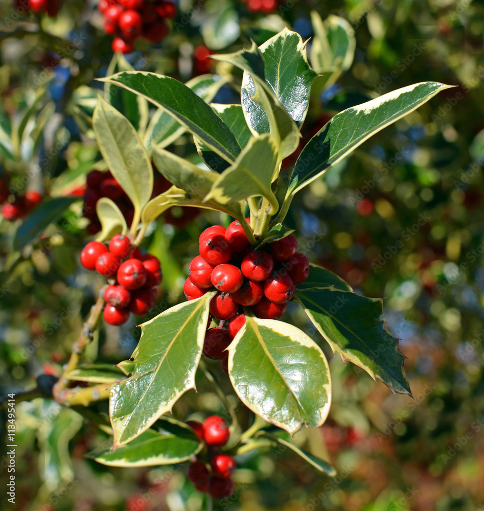 Christmas Holly Tree Closeup of Berries and Green Variegated Lea Christmas Holly Tree Closeup of Berries and Green Variegated Lea