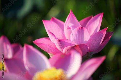 blooming lotus flower as background.