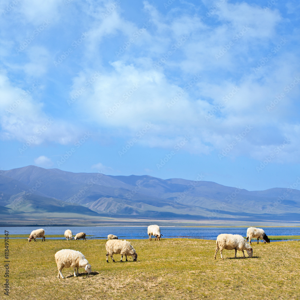 Grazing sheep at 3200 meter altitude Qinghai Lake, Qinghai province, China