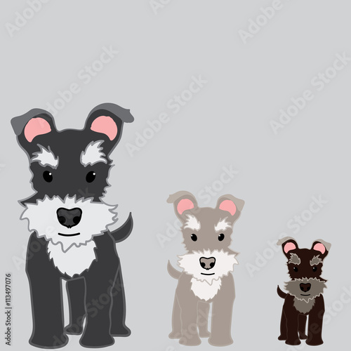 Schnauzer