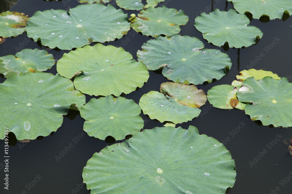 水草 水草