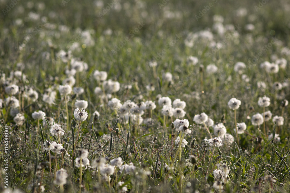 Fototapeta premium Flower fields in the early morning. White dandelions.