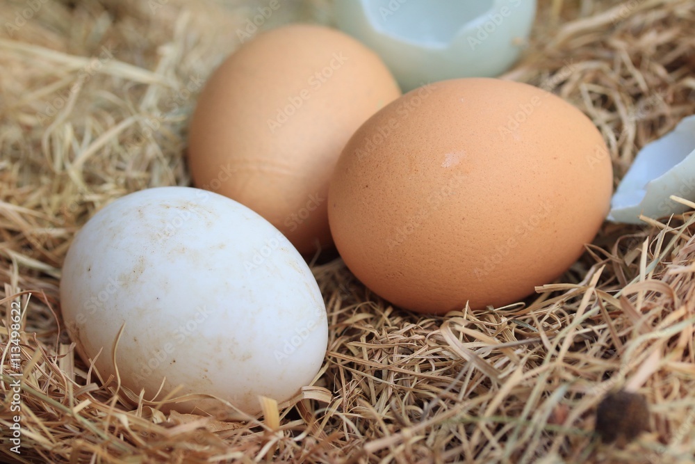 Fresh egg and duck eggs Fresh egg and duck eggs