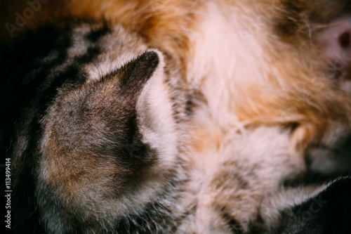 Little Tabby Kitten Fur Macro