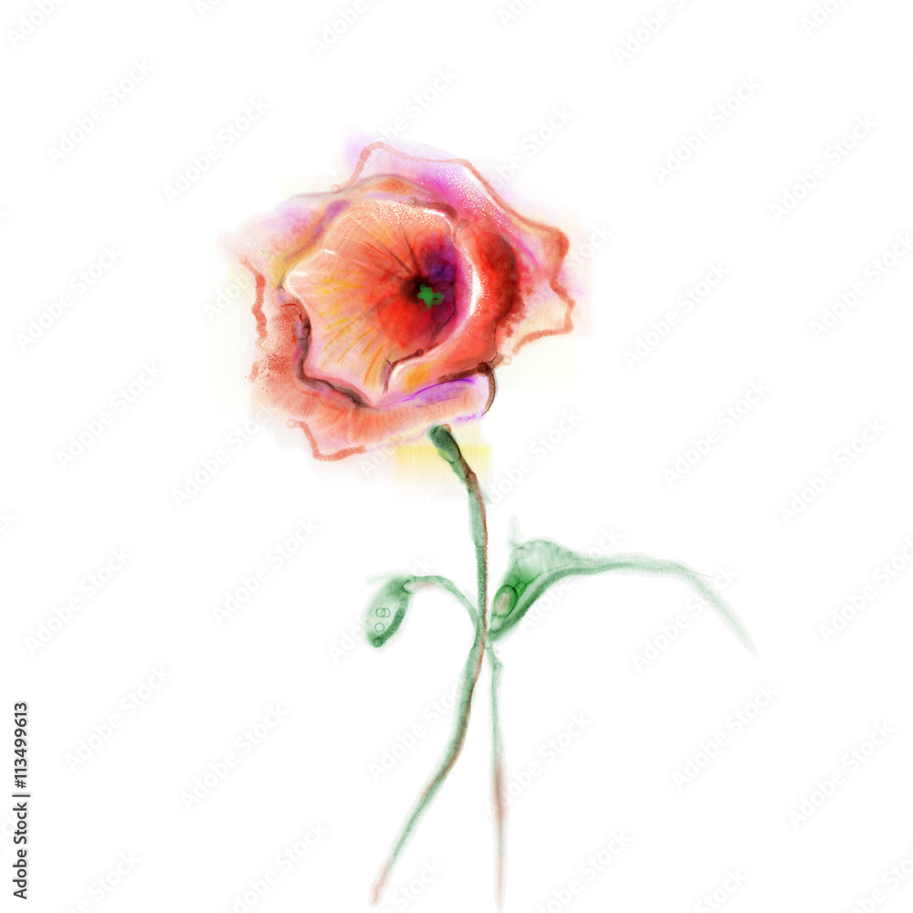 Obraz premium Watercolor painting poppy flower. Isolated flower on white background. Pink and red poppy flower painting. Hand painted watercolor floral, flower background.