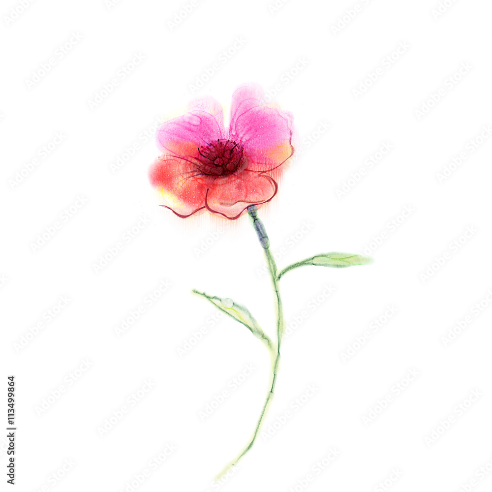 Watercolor painting poppy flower. Isolated flower on white background. Pink and red poppy flower painting. Hand painted watercolor floral, flower background.