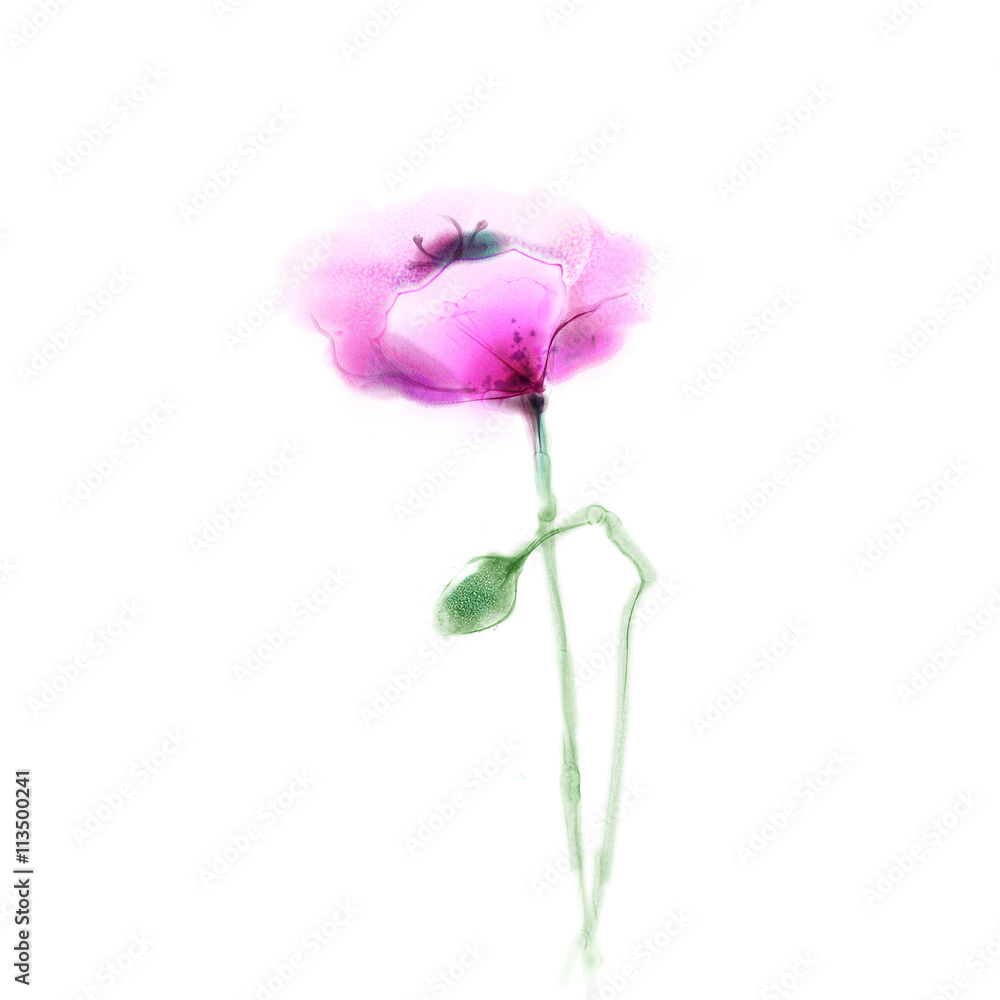 Obraz premium Watercolor painting poppy flower. Isolated flower on white background. Pink and red poppy flower painting. Hand painted watercolor floral, flower background.