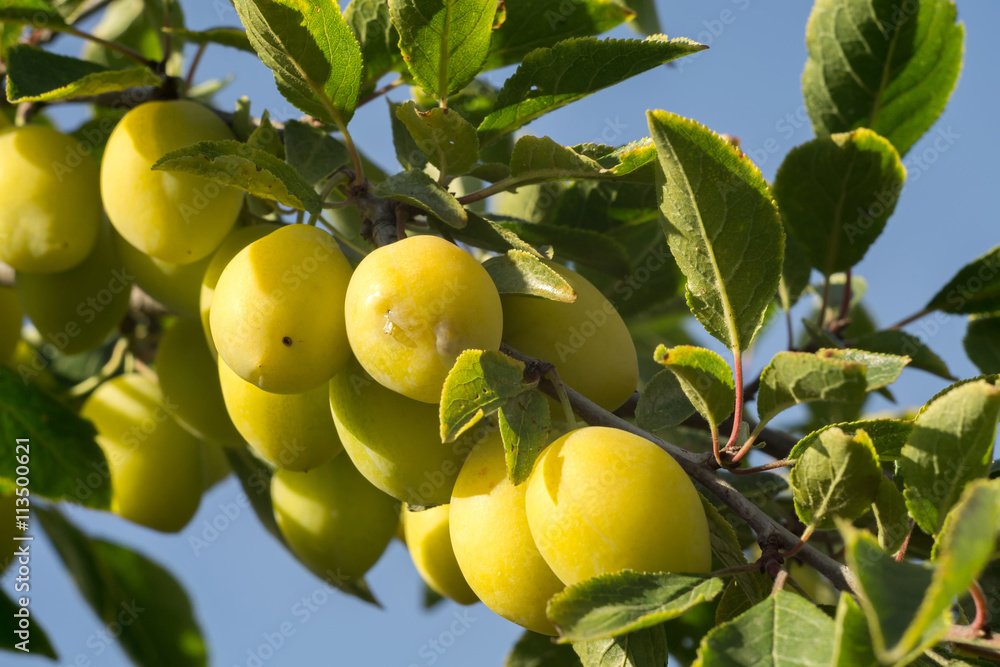 Ripe Yellow Plums