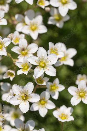 White flowering saxifrage