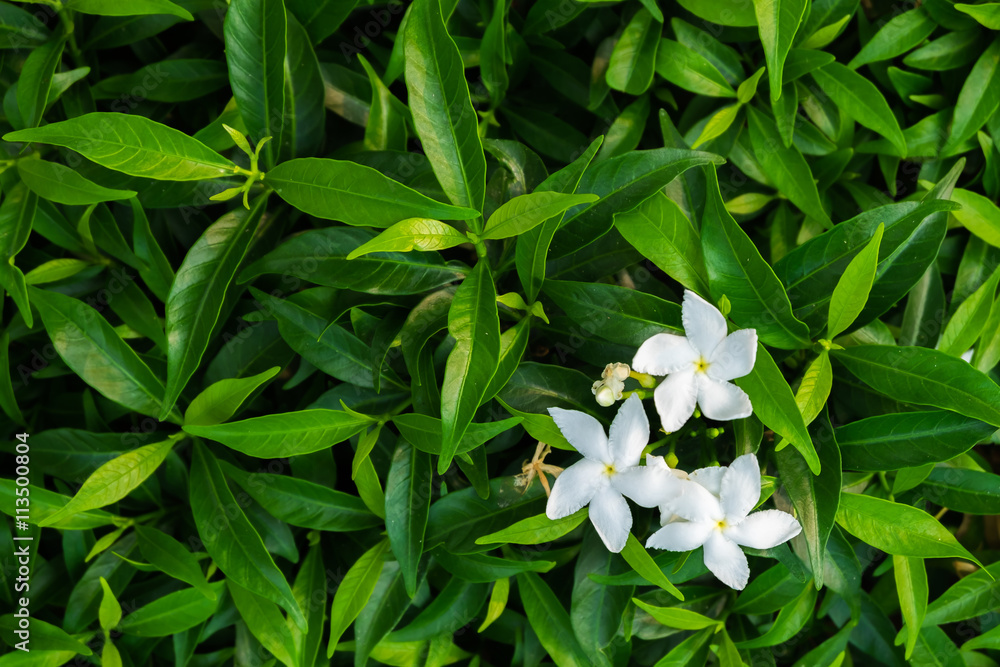 Orange Jasmine Orange Jasmine
