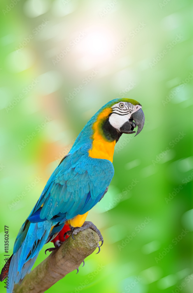Parrot on green background Parrot on green background